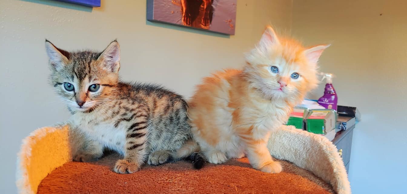 Furry Friends, a nonprofit cat rescue and shelter, will host an online auction to raise funds for operating costs. About 130 cats and kittens are in the shelter’s care.